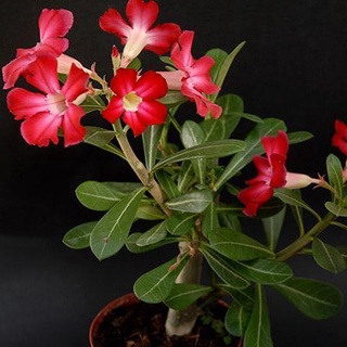 12 เมล็ด เมล็ดพันธุ์ ชวนชม สายพันธุ์ไต้หวัน ดอกชั้นเดียว Adenium Seeds