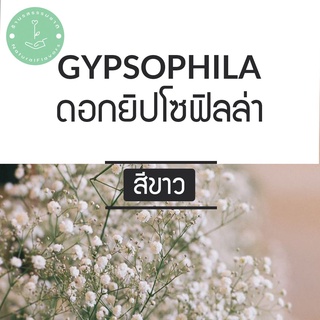 (พร้อมส่ง🌼) เมล็ดยิปโซ ยิปโซฟิลล่า 2500+ เมล็ด สุดคุ้ม Gypsophila เมล็ดนำเข้า OP ดอกไม้