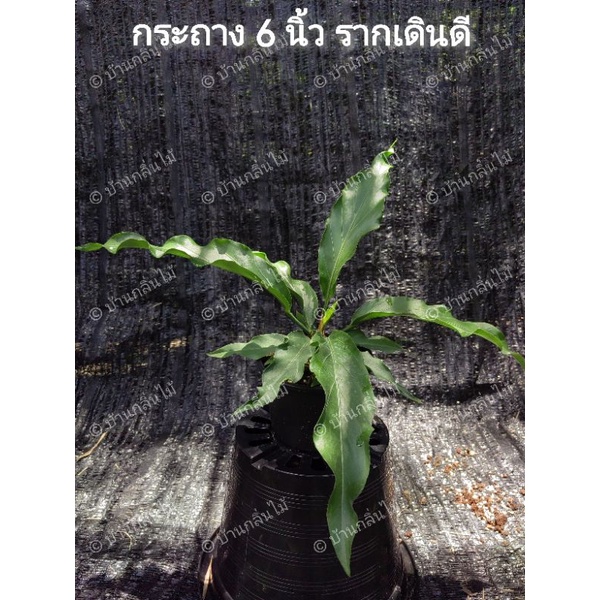 ต้นบัลลังก์เจ้าสัว Anthurium plowmanii croat กระถาง 6 นิ้ว