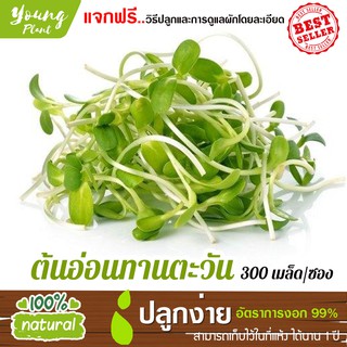 เมล็ดต้นอ่อนทานตะวัน 300เมล็ด อัตราการงอก95% (แถมฟรี!!! เมล็ดผักกวางตุ้ง500 เม็ด)