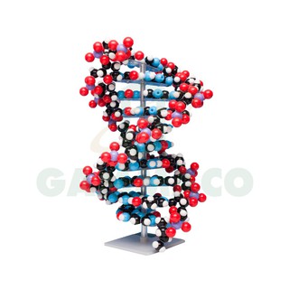 แบบจําลองดีเอ็นเอ DNA 10 Base-Pairs [30MKS12210]