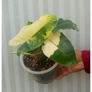 ฟิโลเดนดรอนเบอร์รี่มาร์คด่าง ฟิโลมรกตหยกด่าง Philodendron burlemark