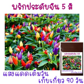20 เมล็ด พริกประดับจีน 5 สี - Chinese Ornamental 5 Color Pepper