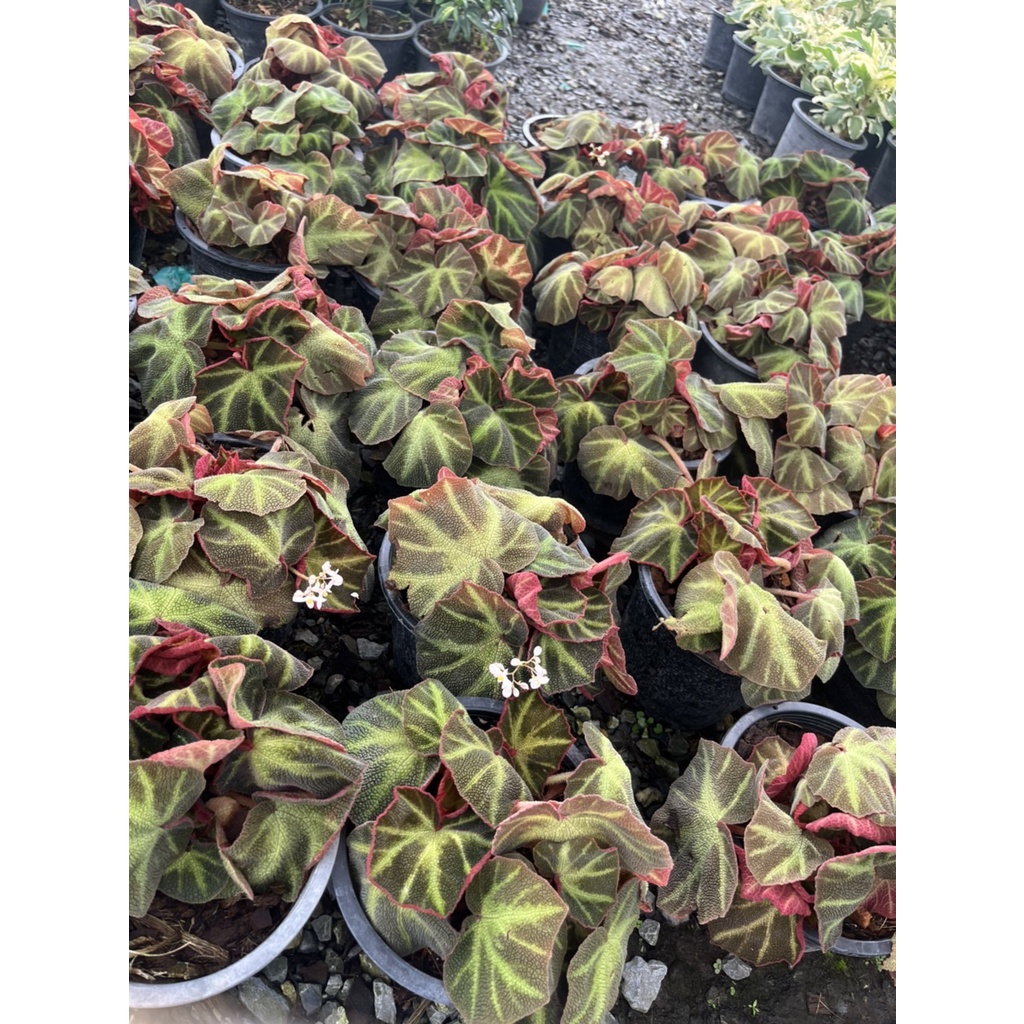 มุมมอง 2