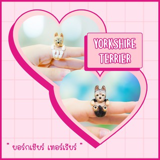 Ring / แหวน : Yorkshire terrier / ยอร์กเชียร์ เทอร์เรียร์