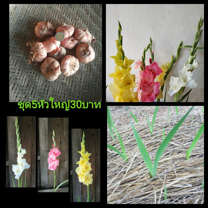 แกลดิโอลัสพร้อมปลูกเเบบคละสี1ชุดมี5เมล็ด