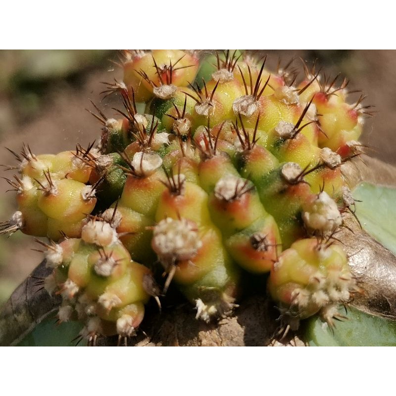 (No.ด4)​ โมโมทาโร่ด่าง ไม้กราฟ 1 ต้น # Cactus แคคตัส กระบองเพชร ไม้อวบน้ำ ไม้กราฟ ราคาถูก momotaro Gymnocalycium โมโม