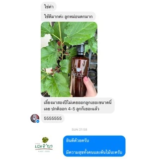 [ ส่งฟรี 🔥 ] เฌอบา อาหารเสริมต้นไม้ บำรุงกิ่ง ก้าน ใบ แบบขวดสเปรย์ Plant Food สเปรย์บำรุงใบ สเปรย์บำรุงต้นไม้ อาหารพืช
