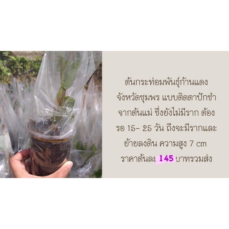 My Image 26