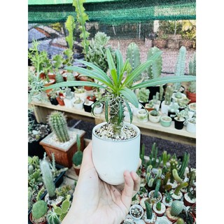 ต้นพาชีโพเดียม ลาเมอริไอ (Pachypodium)