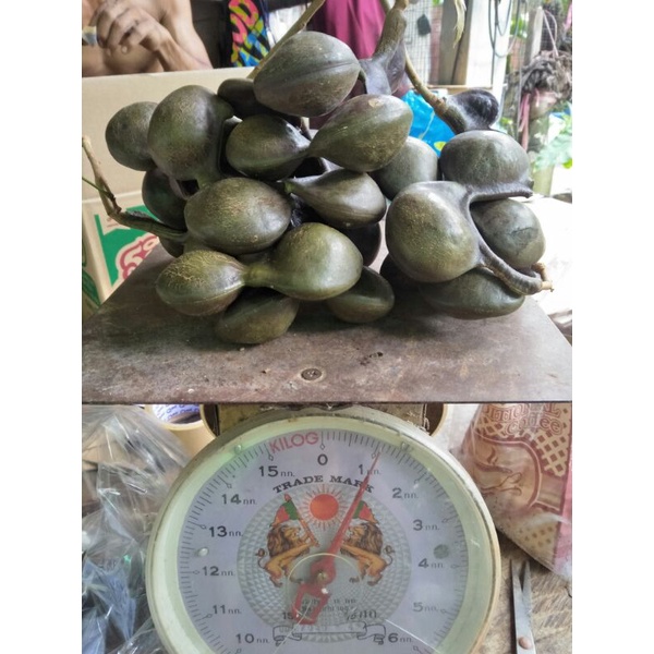 ลูกเนียง (ช่วงนี้มีอ่อน-ทรามกินนะคะ)