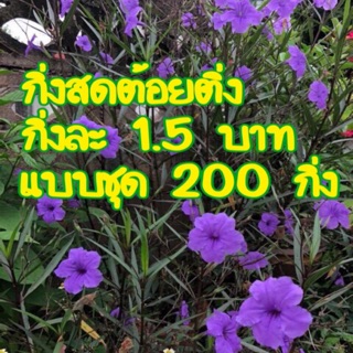 กิ่งต้อยติ่งฝรั่ง สีม่วง กิ่งล่ะ 1.5 บาท ชุด 200 กิ่ง