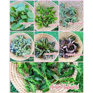 หน่อเด็ดสด กระบองเพชร แคคตัส (Cactus) หน่อเด็ดสด คละสายพันธุ์