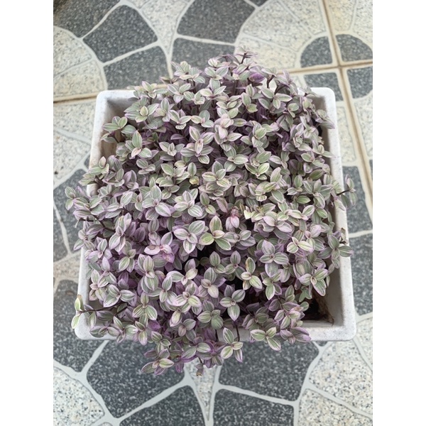 #ริบบิ้นชาลีด่างชมพู☘กระถาง8นิ้ว