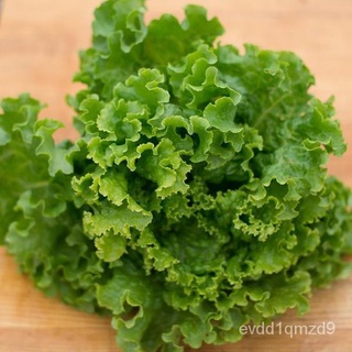 ULTIMA LETTUCE SEEDS (1200 seeds)母婴/seeds/通心菜/香菜/种子/文胸/鲜花/帽子/向日葵/木瓜/ BYKZ