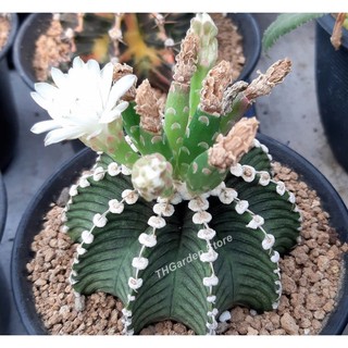 Gymnocalycium LB 2178 30เมล็ด 169