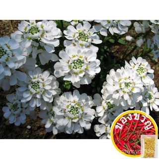 เมล็ดดอกไม้ Candytuft Empress Rocket,30เมล็ด [ผู้ขายในท้องถิ่นจัดส่งที่รวดเร็ว] เมล็ด Ed seeds EIZB