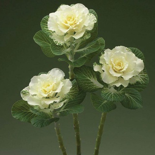 50 เมล็ดพันธุ์ กะหล่ำประดับ (Ornamental Cabbage) Cabbage flower Seeds มีคู่มือพร้อมปลูก อัตรางอก 80-85%