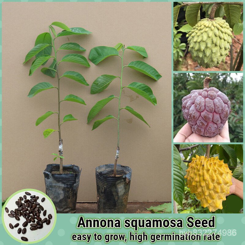 เมล็ดพืชคุณภาพสูง 20เมล็ด/ห่อ เมล็ดพันธุ์ น้อยหน่า Annona Seed Custard Apple Fruit Plants Seeds เมล็ดพันธุ์ผลไม้ เมล็ดบอ