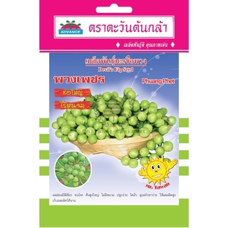 เมล็ดพันธุ์ มะเขือพวง พวงเพชร 0.5 กรัม/ซอง ตราตะวันต้นกล้า