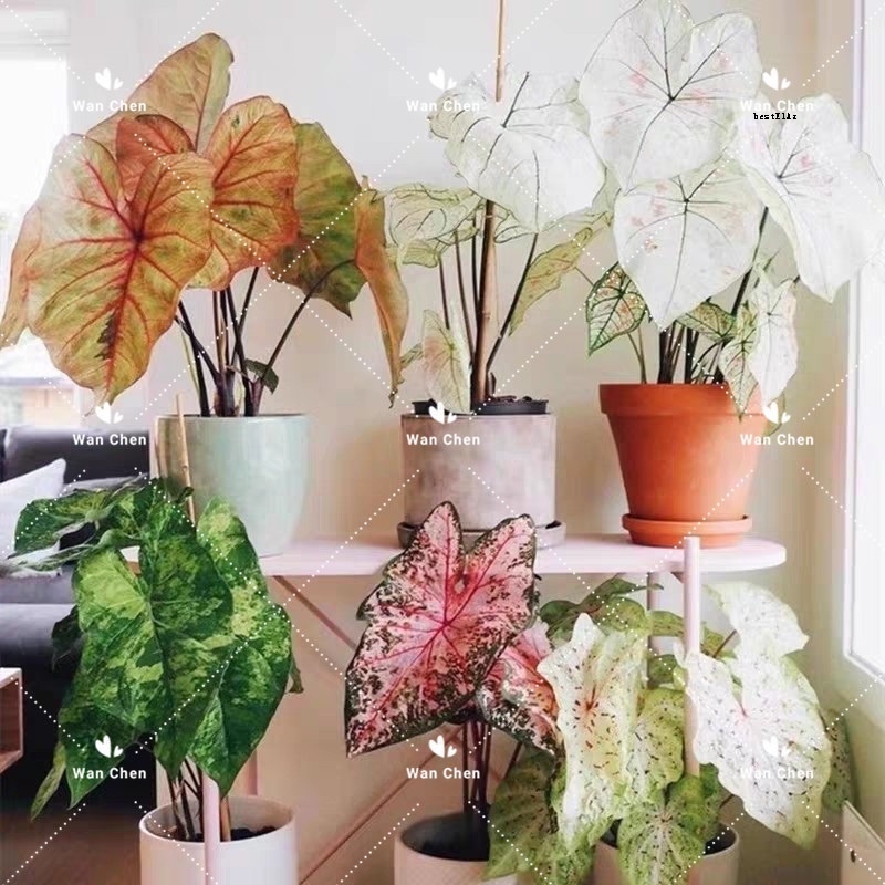 บอนสี 100 เมล็ด Mixed Colors Caladium Seeds Flower Seeds บอนสีหายาก