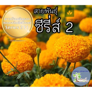 ใหม่! สีทองเข้ม 5022 ทองเฉลิม ซีรี่ส์2 ดาวเรือง เมล็ดพันธุ์ดาวเรือง series2