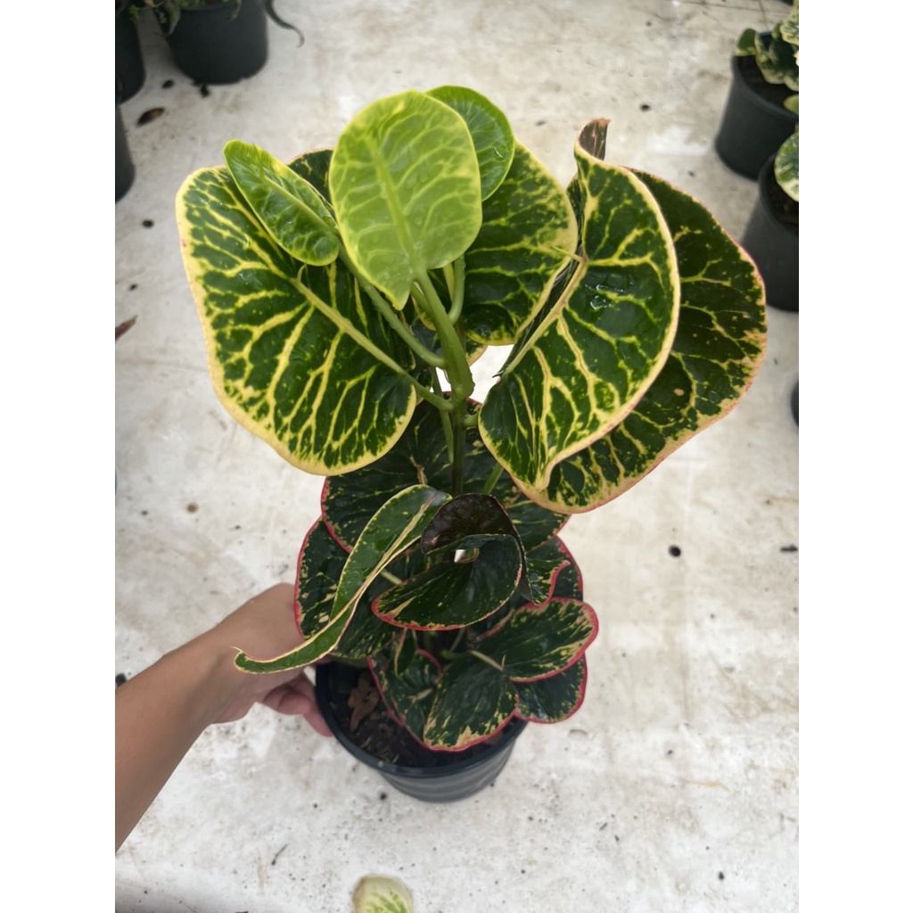 มุมมอง 2