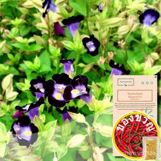 Torenia Seeds, Deep Violet, Wishbone Flower Seeds#172种子/男装/手链/向日葵/内裤/儿童/苹果/香菜/鲜花/花园/ ZFBL