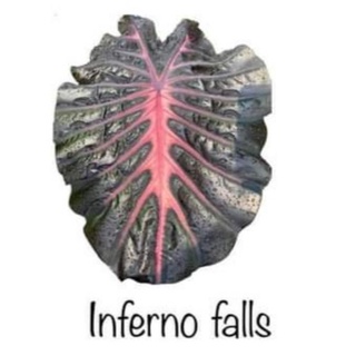 อินโฟโน่ ฟอล Colocasia inferno falls(Hybrid)