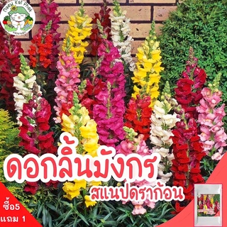 เมล็ดพันธุ์ ดอกลิ้นมังกร สแนปดราก้อน Snapdragon Flower 1000 เมล็ด พันธุ์แท้ นำเข้าจากต่างประเทศ ปลูกดอกไม้ สวนครัว ส่งไว