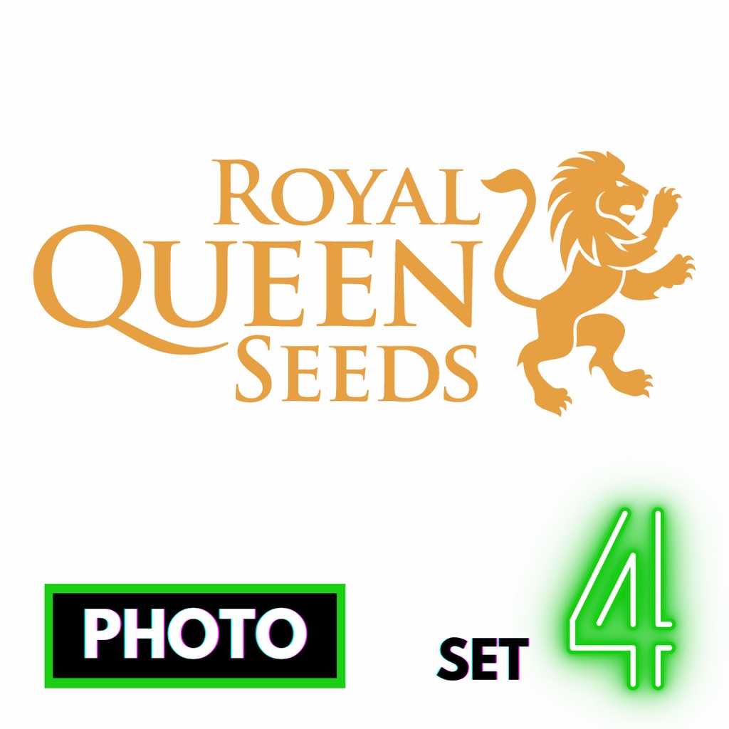 🔥Preorder🔥เมล็ดค่าย🌱Royal Queen Seeds🌱Photo⭐️ส่งฟรี🚨มีปลายทาง ส่งตรงจากนอกแท้100%⭐️ยกแพค/แยกเมล็ด⭐️อ