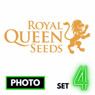 🔥Preorder🔥เมล็ดค่าย🌱Royal Queen Seeds🌱Photo⭐️ส่งฟรี🚨มีปลายทาง ส่งตรงจากนอกแท้100%⭐️ยกแพค/แยกเมล็ด⭐️อย่าเสี่ยงกับเมล็ดไม่มีที่มา#4