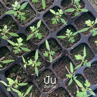 เมล็ดนำเข้า มะเขือเทศเชอรี่ สีดำ Black Cherry Tomato (Organic Seed) ลูกกลม ปันอินทรีย์