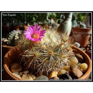 ซับดักต้า Mammillaria subducta ขนาดประมาณ 5 เซน