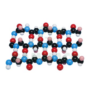 แบบจำลองโมเลกุล Protein Beta-Pleated Sheet 15 Peptide Units [30MKS12015]