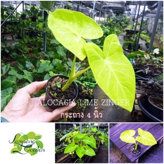 👑ต้นบอนทอง Alocasia Xanthosoma lime zingerกระถาง 4 นิ้วไม้กระถาง ไม้ใบ ไม้ฟอกอากาศ👑