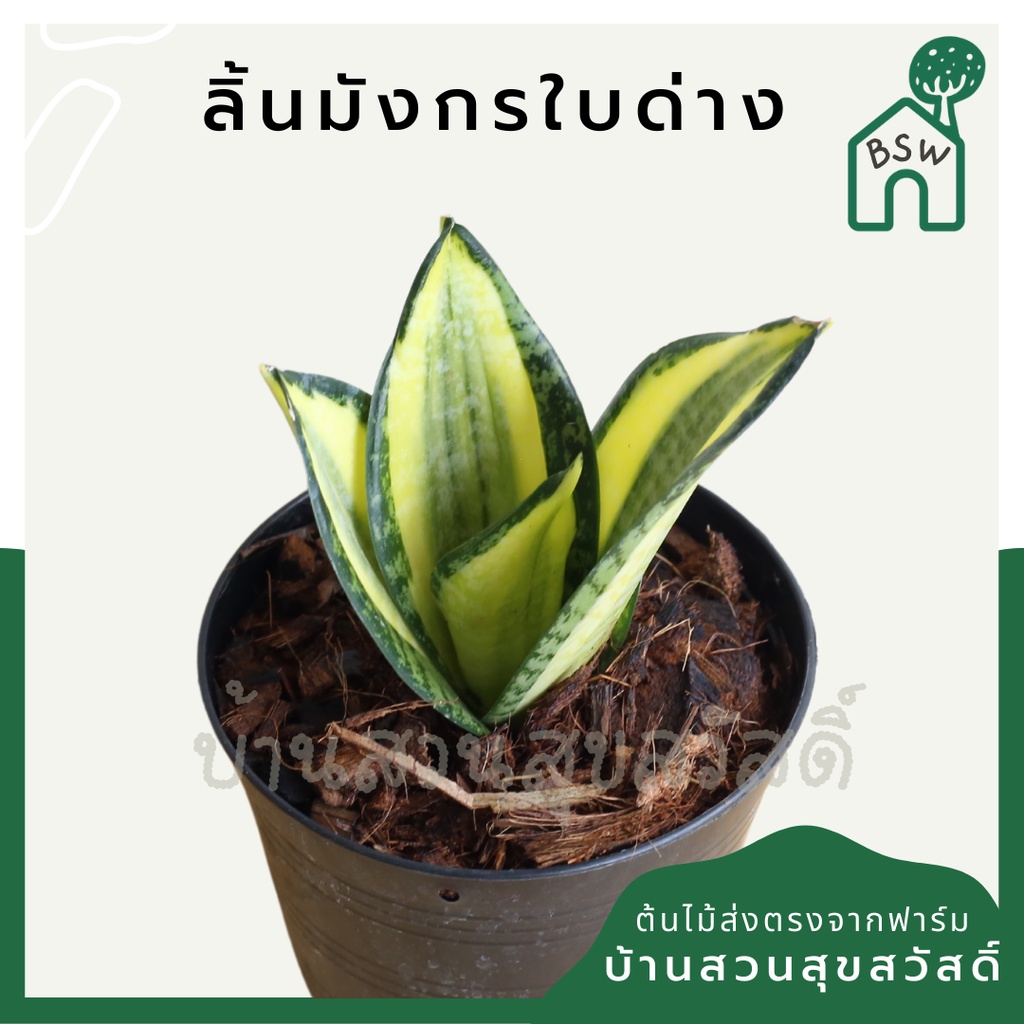 ลิ้นมังกรแคระ ใบด่าง กระถาง 4-5 นิ้ว