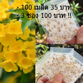 🌼🌼 เมล็ดทองอุไร 100 เมล็ด 35 บาท เพาะง่าย โตไว ดอกสีเหลืองสวยงาม🔥🔥🔥🔥