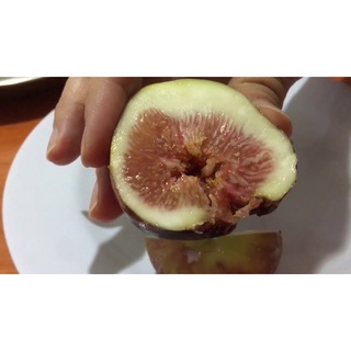 10 เมล็ด เมล็ดมะเดื่อฝรั่ง Figs สายพันธุ์ BTM6 มะเดื่อฝรั่ง หรือ ลูกฟิก