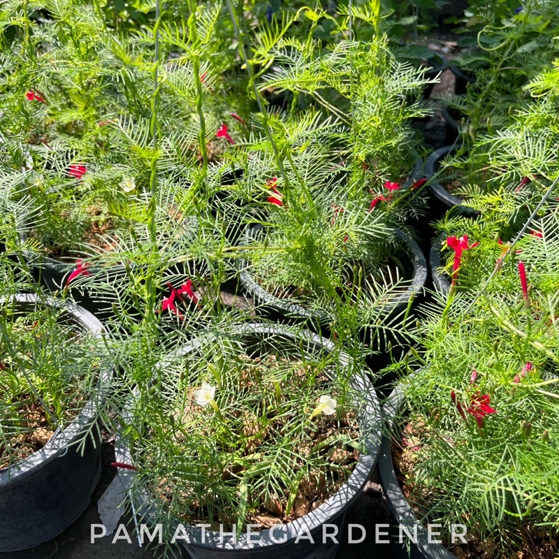 มุมมอง 2