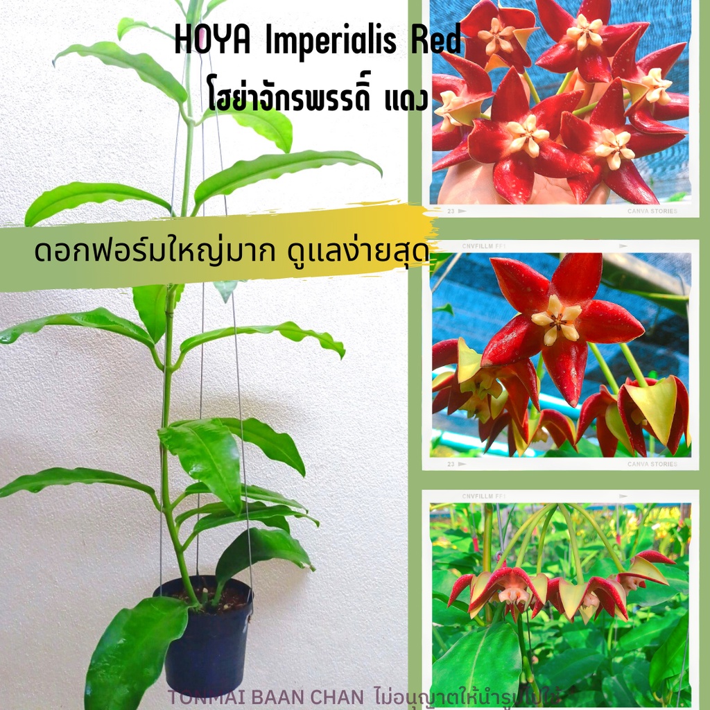 โฮย่าจักรพรรดิ์ Hoya Imperialis red ดอกสีแดงฟอร์มใหญ่ ต้นใหญ่ พร้อมออกดอก