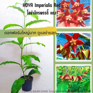 โฮย่าจักรพรรดิ์ Hoya Imperialis ดอกสีแดงฟอร์มใหญ่ ต้นใหญ่ติดดอกค่ะ