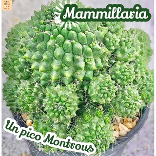 [แมมบล็อคโคลี่] Mammillaria Spinosissima un pico ส่งพร้อมกระถาง แคคตัส Cactus Succulent Haworthia ไม้อวบน้ำ พืชอวบน้ำ