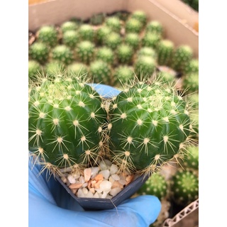 Cactus ECHINOPSIS CALOCHLORA ดาวล้อมเดือน#แคคตัสราคาถูก# กระบองเพชร # พืชทนแล้ง # ต้นไม้ทะเลทราย