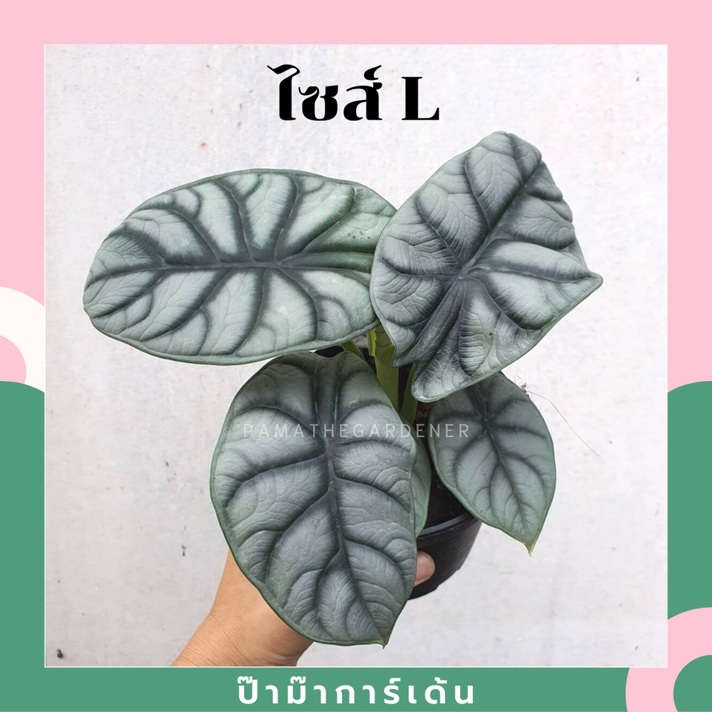 มุมมอง 2