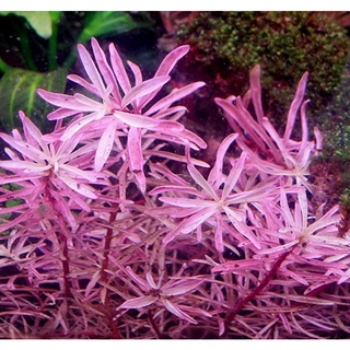 ลัดวิเจียไวท์( ludwigia sp. White) ไม้น้ำสีขาวชมพูสุด Hot ในตลาด หายาก 1ชุดมี 2 กิ่ง 120!!!