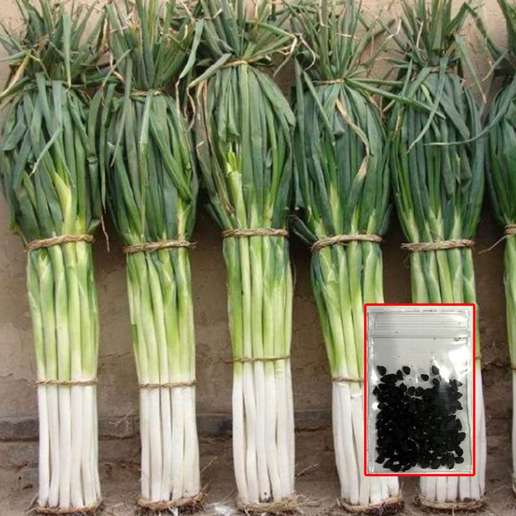 เมล็ดต้นหอมญี่ปุ่น 150เมล็ด เมล็ดพันธุ์ต้นหอมญี่ปุ่น