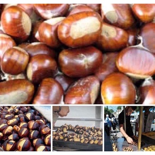 Kestane / Chestnut 🌰  เกาลัดสายพันธุ์ตุรกี ขนาดพรีเมียม (เกาลัดสด)