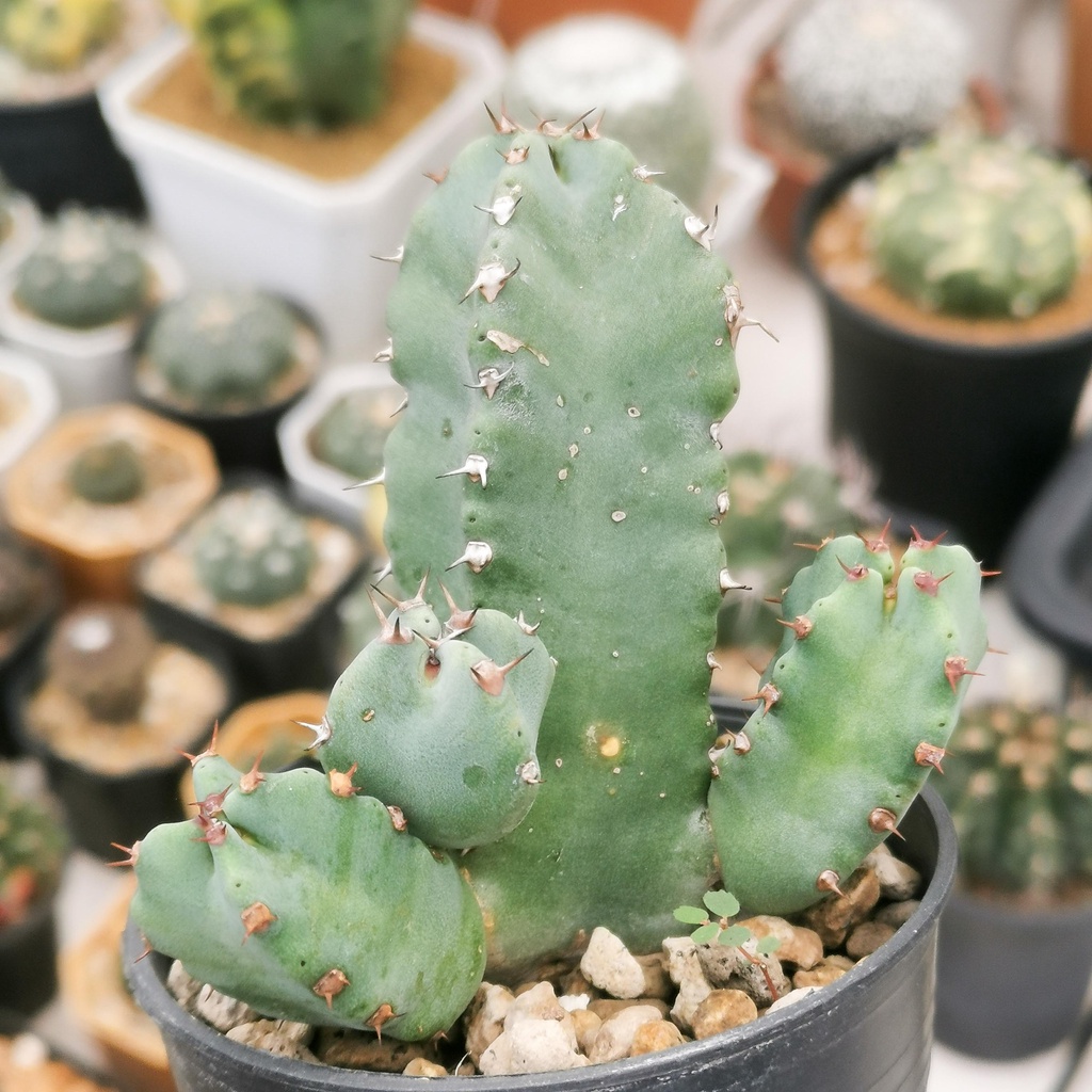 ไม้อวบน้ำ Euphorbia resinifera ยูโฟร์เบีย เรซินิเฟรา แตกกิ่งเป็นฟอร์มกอเมื่อโต