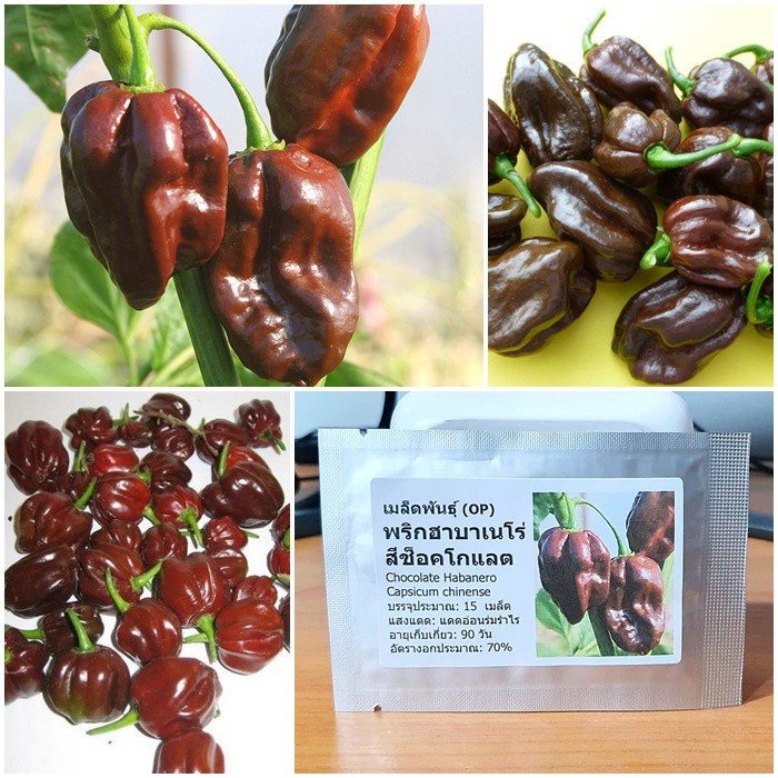 เมล็ดพันธุ์ พริกฮาบาเนโร่ ช็อคโกแลต (Chocolate Habanero Pepper Seed) 15 เมล็ด คุณภาพดี ราคาถูก ของแท้ 100%